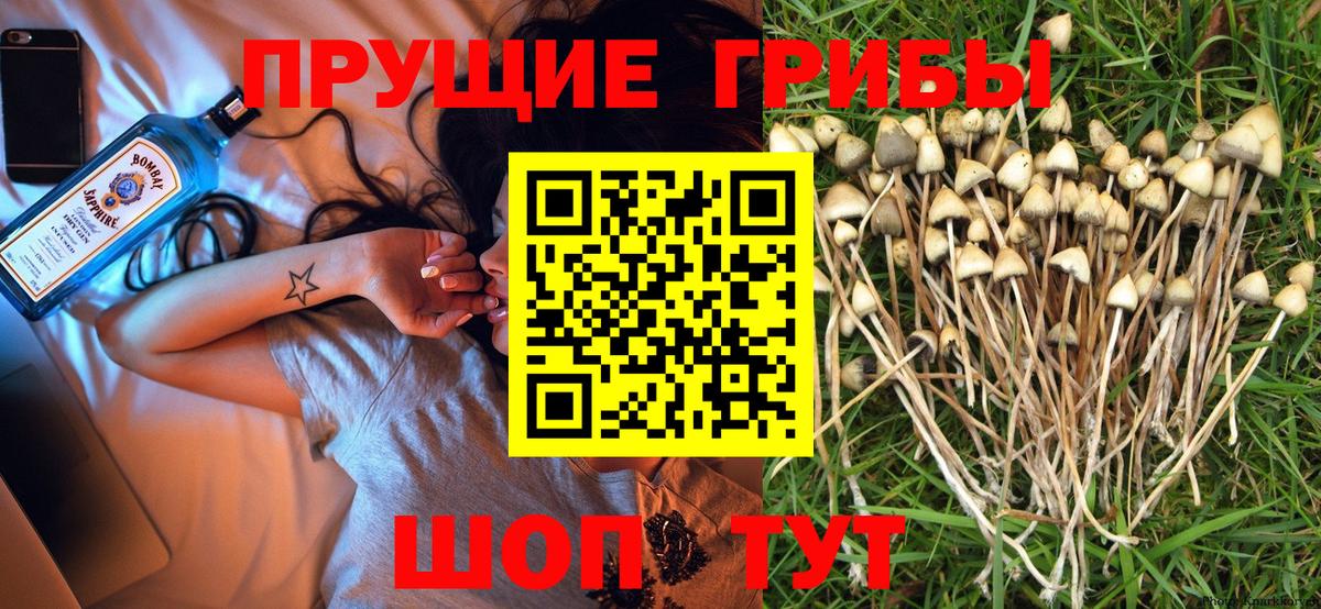 Ангарск  Галлюциногенные грибы Psilocybine cubensis  Псилоцибиновые грибы прущие грибы  Вход с VPN 